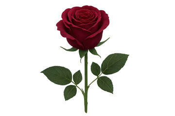 Fototapeta premium Red long-stemmed rose symbolizing love and romance