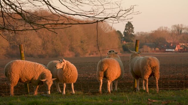 4K video clip showing flock of sheep grazing, eating grass walking in a field with trees and a fence on a farm