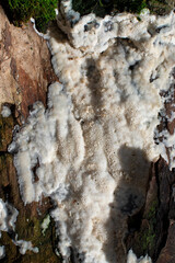 White fungus on rotten stump, Oxyporus latemarginatus, Frothy Porecrust, nature background, selective focus