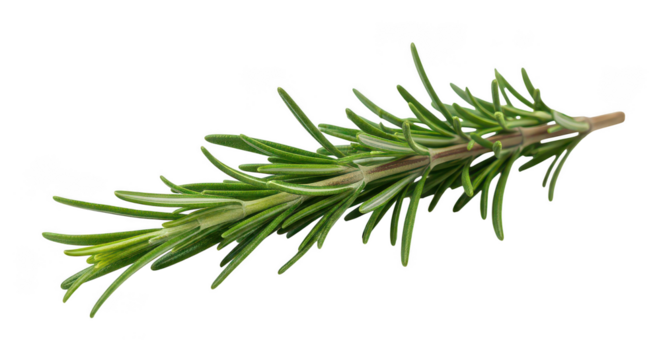 Fresh Rosemary Sprig Isolated On Black Background