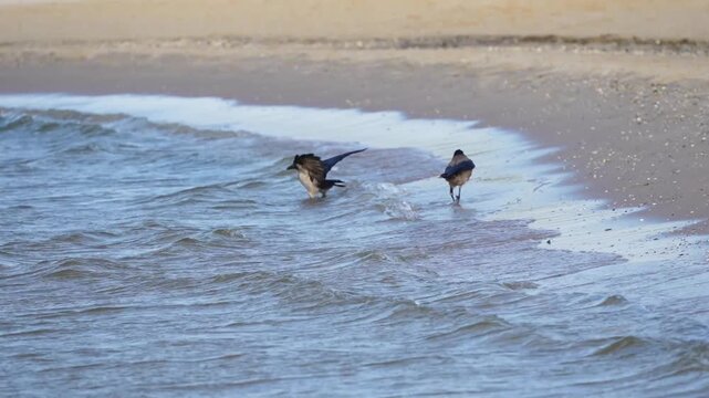 Two grey crows play with the waves on the sea coast