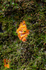 Young orange fruiting body of Phlebia radiata fungus on old tree in moss, wrinkled crust mushroom, nature background, selective focus