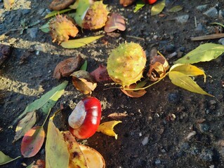 Beautiful close up sunny photo image chestnuts (castanea sativa) harvest thorny sheath shell spikes on ground background high quality resolution 8k wallpaper