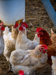 Freilaufende Hühner an einem Wasserspender