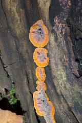 Young orange fruiting bodies of Phlebia radiata fungus on rotten stump, wrinkled crust mushroom, selective focus