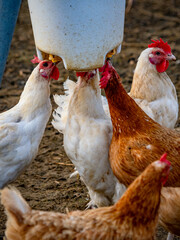 Freilaufende Hühner an einem Wasserspender