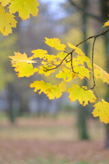 Autumn trees in yellow forest. Park with fallen leaves on the foreground	