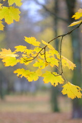 Obraz premium Autumn trees in yellow forest. Park with fallen leaves on the foreground 