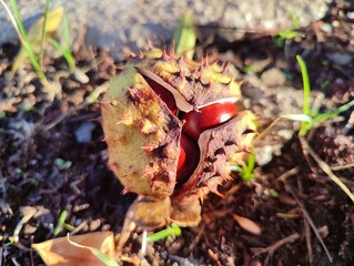 Beautiful close up sunny photo image chestnuts (castanea sativa) harvest thorny sheath shell spikes on ground background high quality resolution 8k wallpaper