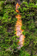 Young orange fruiting body of Phlebia radiata fungus on old tree in moss, wrinkled crust mushroom, nature background, selective focus