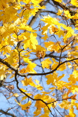 Autumn trees in yellow forest. Park with fallen leaves on the foreground	