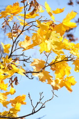 Autumn trees in yellow forest. Park with fallen leaves on the foreground	
