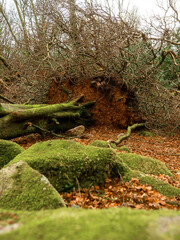 Scene in a forest park after powerful hurricane with trees fallen on the ground. Effect of a strong storm wind. Destruction caused by nature to nature. Nobody. Green and brown tone.