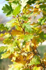 Autumn trees in yellow forest. Park with fallen leaves on the foreground	