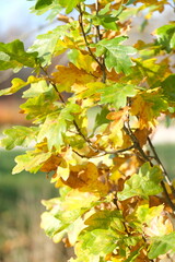 Autumn trees in yellow forest. Park with fallen leaves on the foreground	