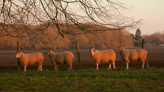 4K video clip showing flock of sheep grazing, eating grass walking in a field with trees and a fence on a farm
