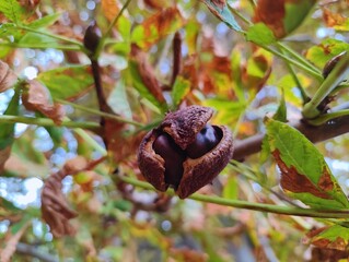 Beautiful close up photo image chestnuts (castanea sativabefore) harvest thorny sheath shell spikes on tree background high quality resolution 8k wallpaper