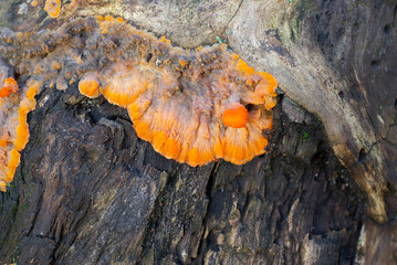 Orange fruiting body of Phlebia radiata fungus on rotten stump, wrinkled crust mushroom, selective focus