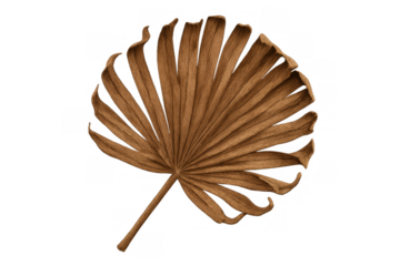 Dried fan palm leaf presenting natural botanical texture and organic form on a transparent background