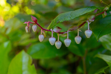 Evergreen shrub of Gaultheria shallon (salal or shallon) with delicate white and pink flowers on the branch with green leaves. Summer bloom in the rainforest.