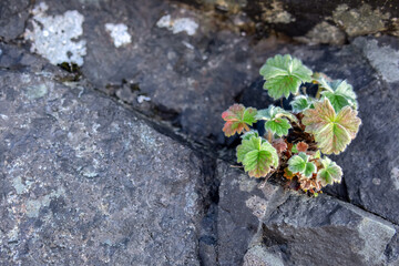 Strong little potentilla plant with green leaves that grows through crack in the rocks.