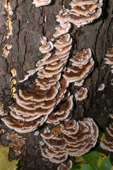 Colony of Trametes versicolor fungus on foliar tree, turkey tail mushrooms, selective focus