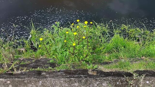 High angle close-up shot of green grass with yellow flowers beside a paved surface and at border of stream