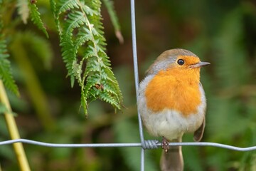 Portrait of a European robin (erithacus rubecula) perching on a wire fence