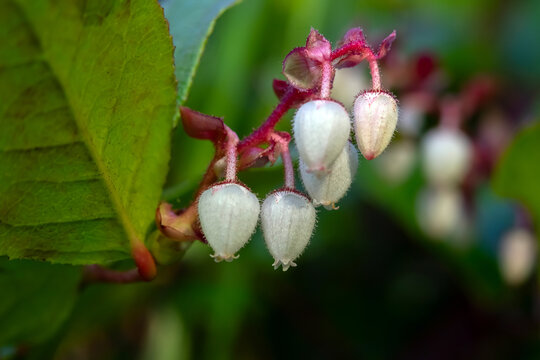 Evergreen shrub of Gaultheria shallon (salal or shallon) with delicate white and pink flowers on the branch with green leaves. Summer bloom in the rainforest.