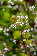 Cute tiny white bloom of Boykinia occidentalis or(coastal brookfoam) on red spiky branches with green foliage, flowers grow on the shady riverbank.