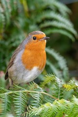 Portrait of a European robin (erithacus rubecula) perching on a bracken plant