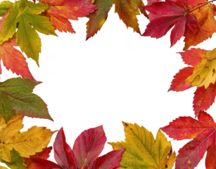 Fall Leaf collection set