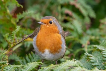 Portrait of a European robin (erithacus rubecula) perching on a bracken plant