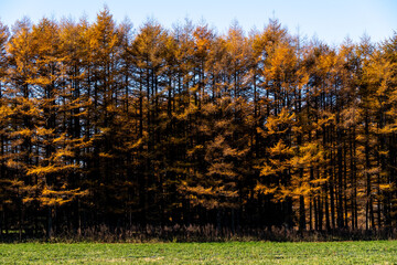 Autumn larch forest, light and soft colors