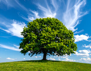 Majestic solitary green tree on a sunny grassy hill against a brilliant blue sky with striking cirrus clouds. A symbol of nature, growth, and serenity.