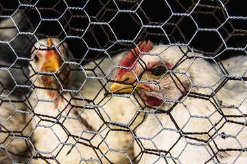 Chickens behind a wire fence, farm life and domestic animals