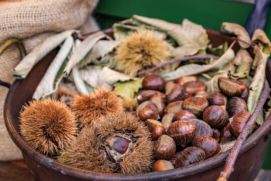 Raw chestnuts covered in thorny burrs ready for roasting in Zurich, Switzerland