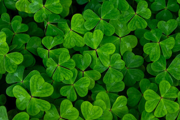 Green fresh lush foliage of micro clover ground cover, textured background of leaves - symbols of luck.