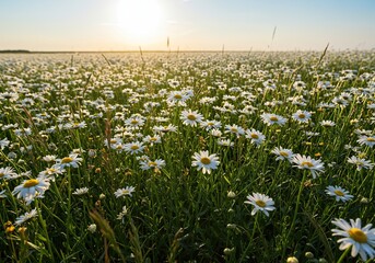 Flourishing field of cheerful white daisy flowers stretching toward the horizon on a beautiful, bright, warm, and sunny afternoon ,outdoors ,rural ,tranquil