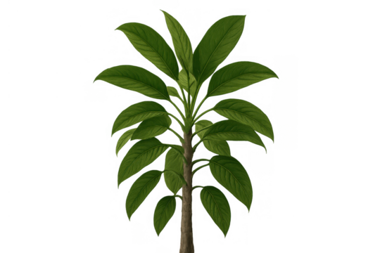 Vibrant green plant with lush leaves growing upwards, symbolizing nature, ecology, and new beginnings on transparent background - Powered by Adobe