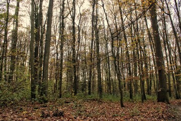 forest in autumn