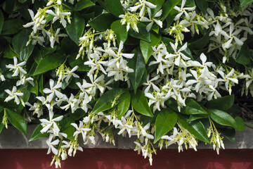 Star Jasmine or Jasminum, many white flowers, close up. Trachelospermum jasminoides is a vigorous, twining deciduous climber, intense fragrance and flowering plant in the olive family Oleaceae.