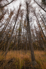 A mesmerizing view of tall, bare trees reaching for the sky in a dense forest on a cloudy day, showcasing nature's beauty.