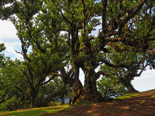Old laurel trees with strangely twisted branches, mystical Fanal forest, Madeira island, Portugal. Ocotea foetens, evergreen plant called as til or stinkwood, Lauraceae family.