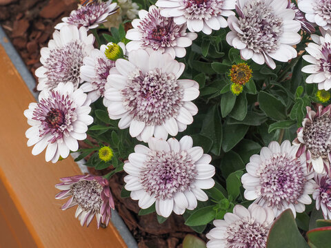 Double Cape Marguerite, violet white flowers, close up. Osteospermum fruticosum or Dimorphotheca ecklonis is herbaceous flowering plant of the Calenduleae genus, sunflower - daisy family Asteraceae.