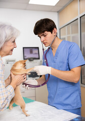 Obraz premium Young professional veterinarian conducting checkup of chihuahua brought to appointment at clinic by caring female owner, listening to heartbeat with stethoscope..