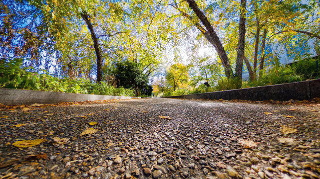 Low angle view of fall leaves and tree-lined path in sunlight