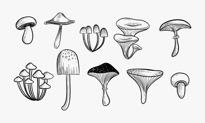 Set of mushrooms. Outline with transparent background. Vector sketch illustration