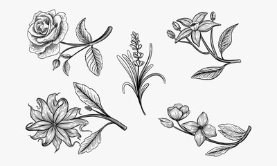 Set of aromatic flowers. Ylang ylang, rose, lavender, orange and jasmine. Engraving style. Vector ilustration.