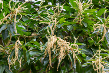 Close-up view of a chestnut tree in bloom, with creamy-yellow catkins among vibrant green leaves. Castanea Sativa. Botany, agriculture, springtime, pollination